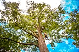 Professional Tree Services in Homeland, CA